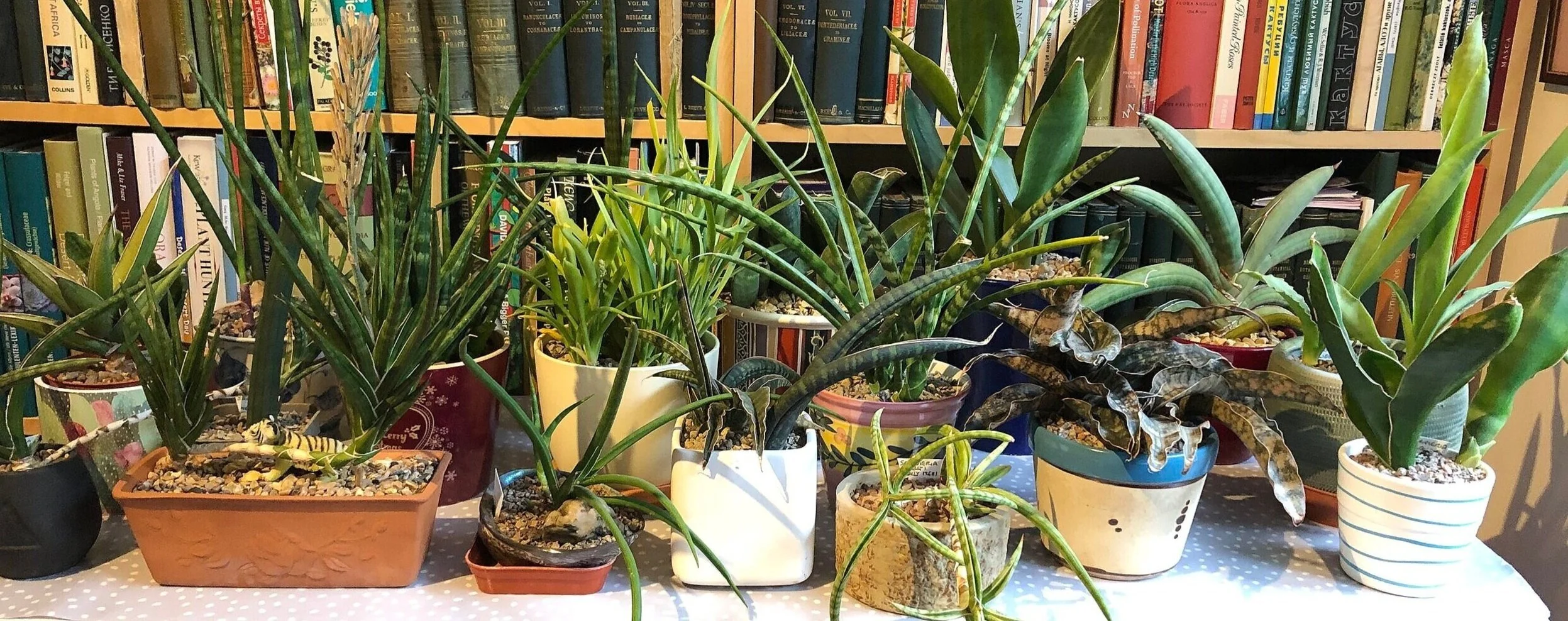 Episode 187: snake plants aka Sansevieria — Jane Perrone